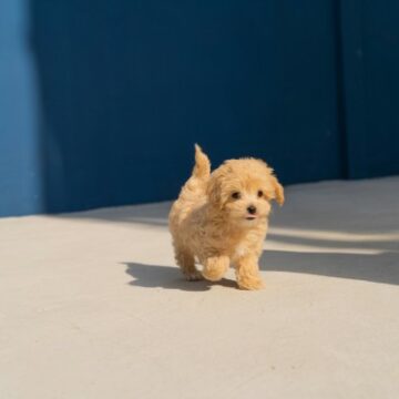 Feeding a Puppy of the First Year of Life